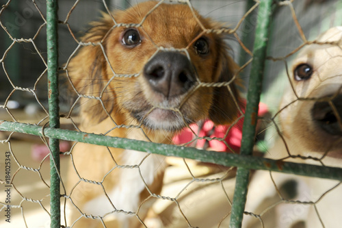 Stray dogs behind the bars in dogs shelter