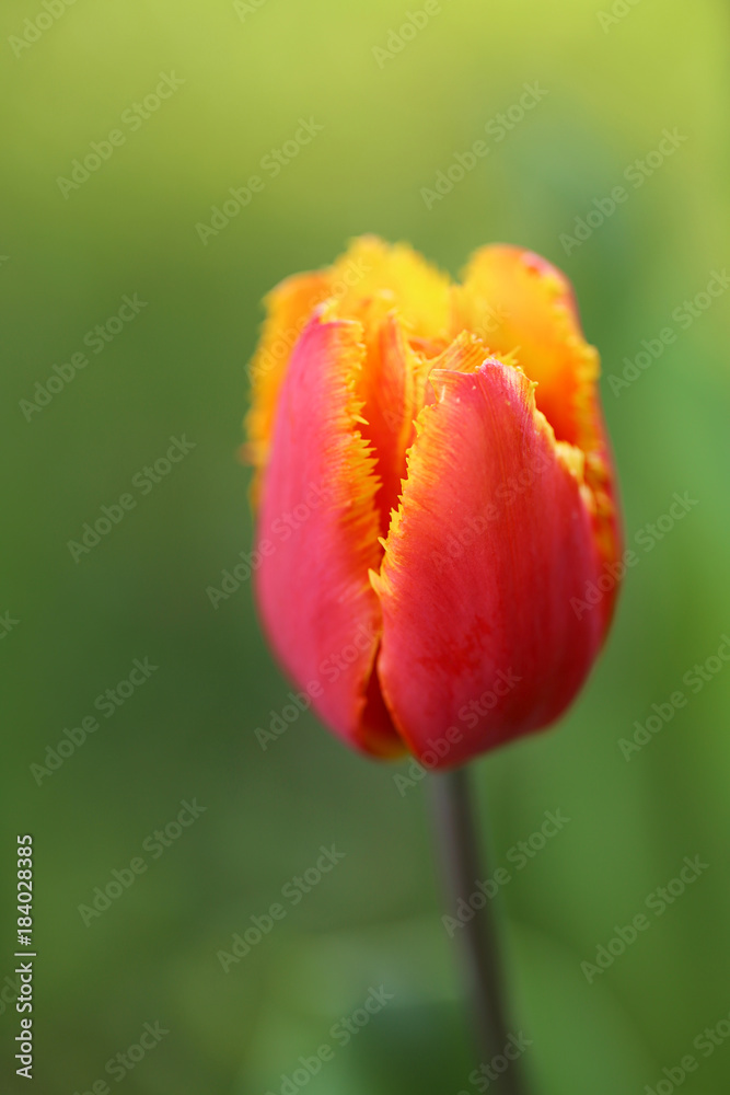 Flower tulip. One red with yellow fringed tulip (Tulip Fabio) on a green blurred background. Spring flowers. Flower tulip. One red with yellow fringed tulip (Tulip Fabio) on a green blurred background. Spring flowers.