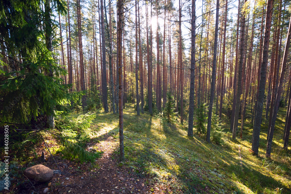Obraz premium In a pine forest on a Sunny day in the summer.
