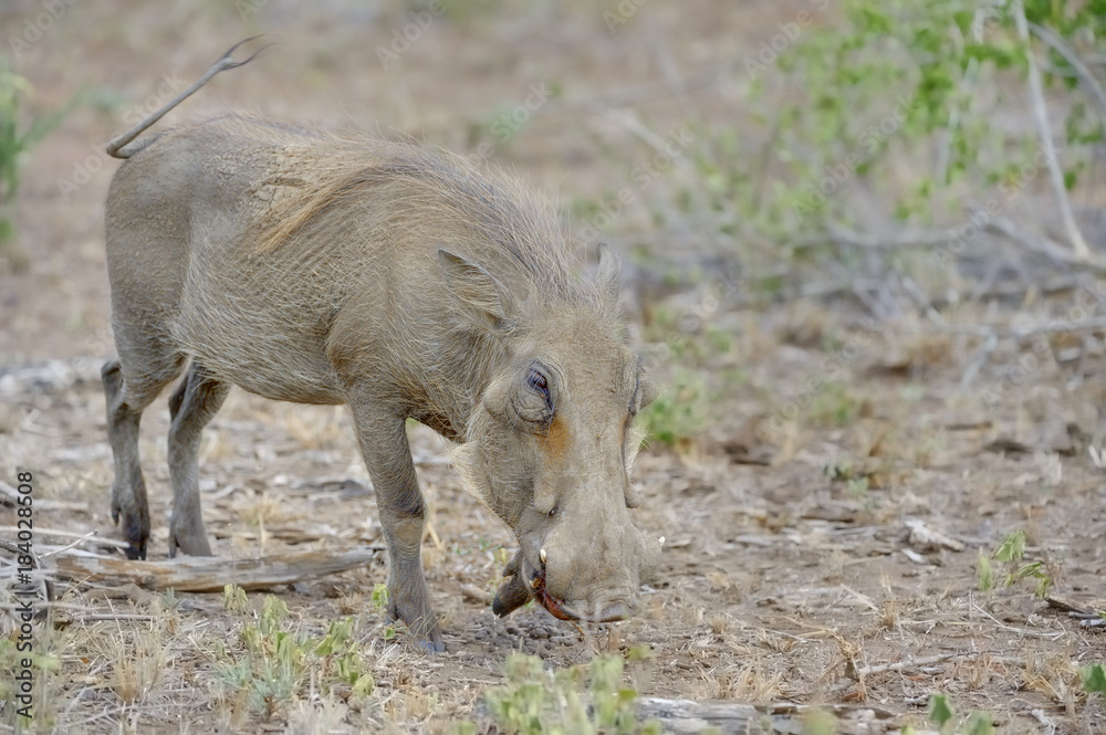 Fototapeta premium WARTHOG ( Phacochoerus aethiopicus) foraging for rhizomes and roots on barren ground during a drought.