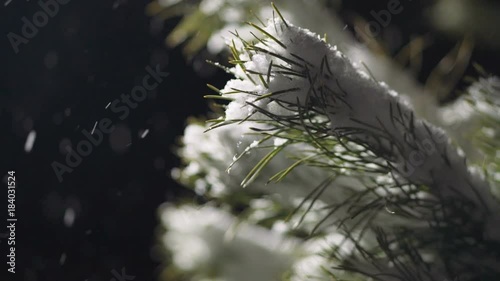 Snow falls on a lighted pine branch in the forest at night. Natural winter background.