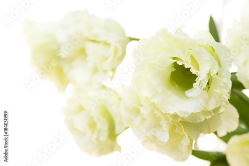 白背景の薄緑色のフウリンソウの花
