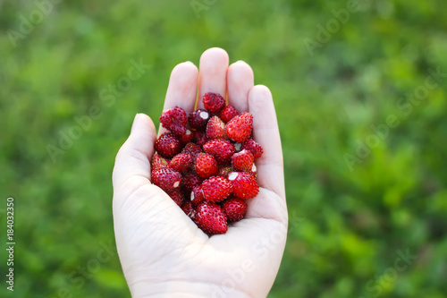 Ripe sweet red forest strawberries in a hand. © pictures_for_you