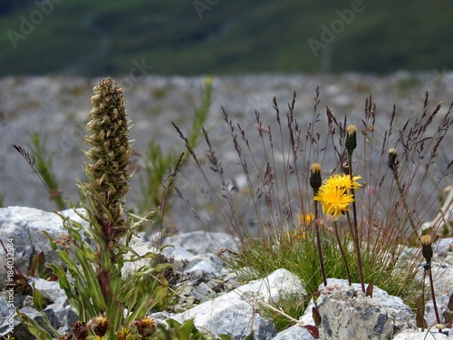 Flowered fields in central Switzerland in the landscape, 