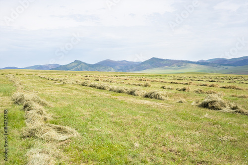 Slika na platnu meadow with grass mowed down