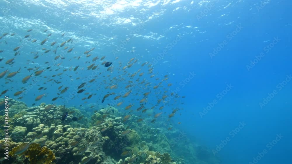 Seascape of coral reef / Caribbean Sea / Curacao with various hard and soft corals, sponges and sea fan Seascape of coral reef / Caribbean Sea / Curacao with various hard and soft corals, sponges and sea fan