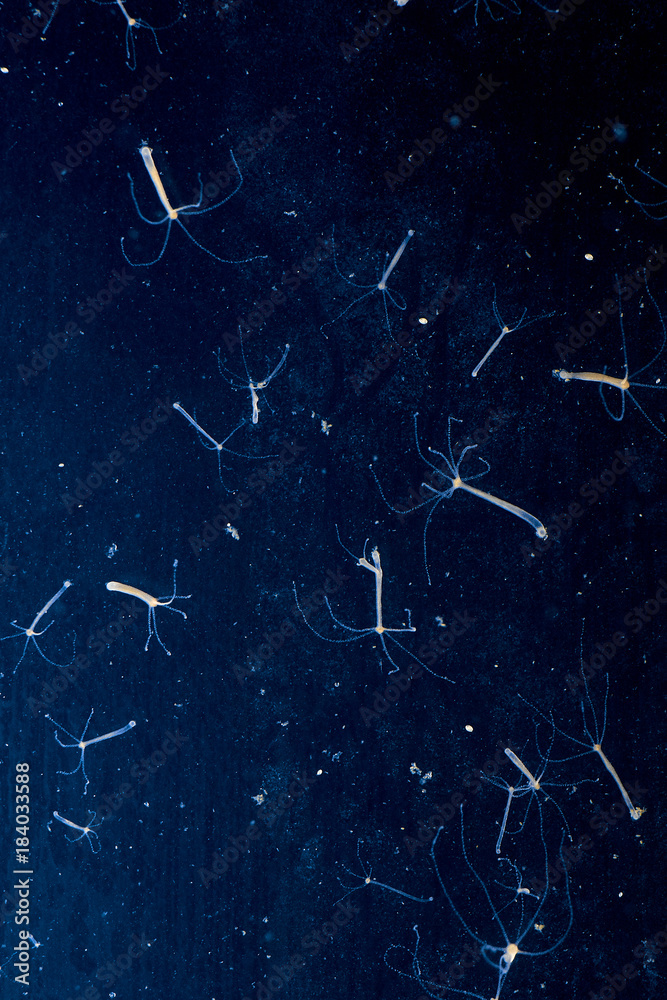 Hydra vulgaris dark field. Underwater microcosm, Hydra feed. Hydra vulgaris dark field. Underwater microcosm, Hydra feed.