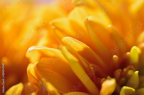 Macro texture of orange colored Dahlia flower petals in horizontal frame