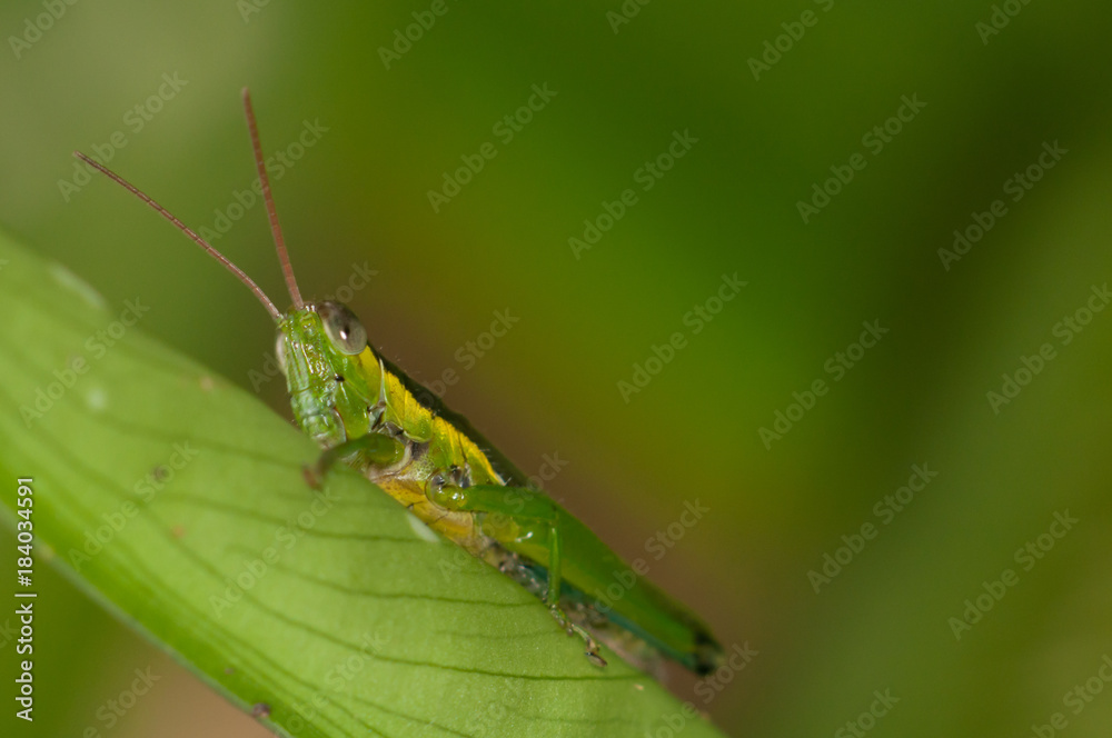 grasshopper
