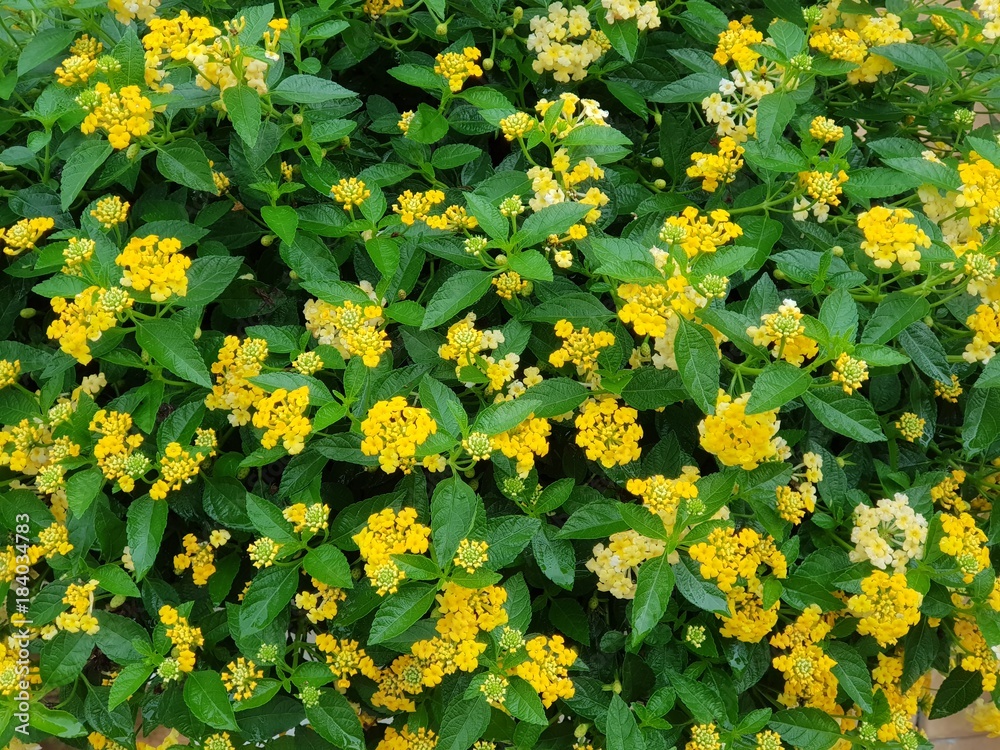 Obraz premium Yellow Weeping lantana and green leave background