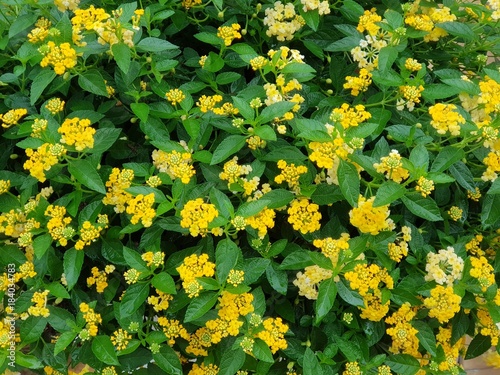Fotografía Yellow Weeping lantana and green leave background