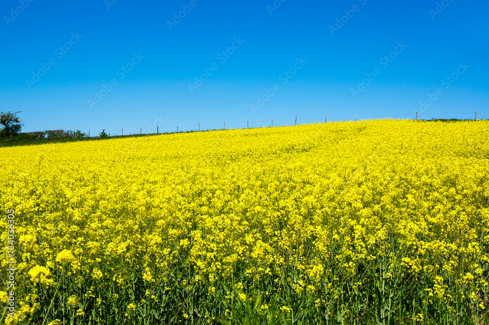 Yellow colza field