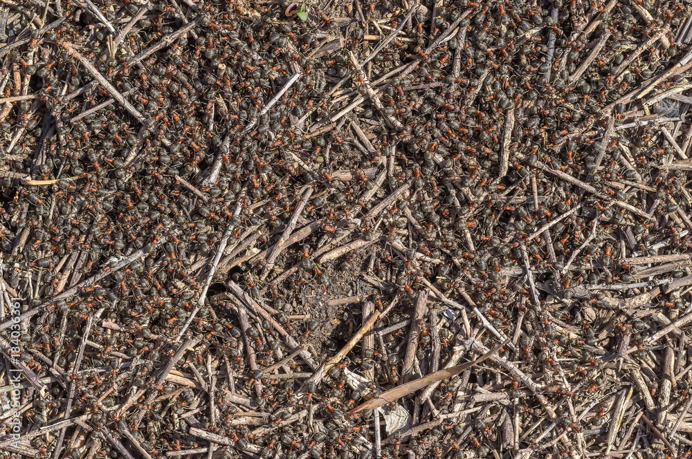Mass of ants gathering things on the early spring ground for to support colony Mass of ants gathering things on the early spring ground for to support colony