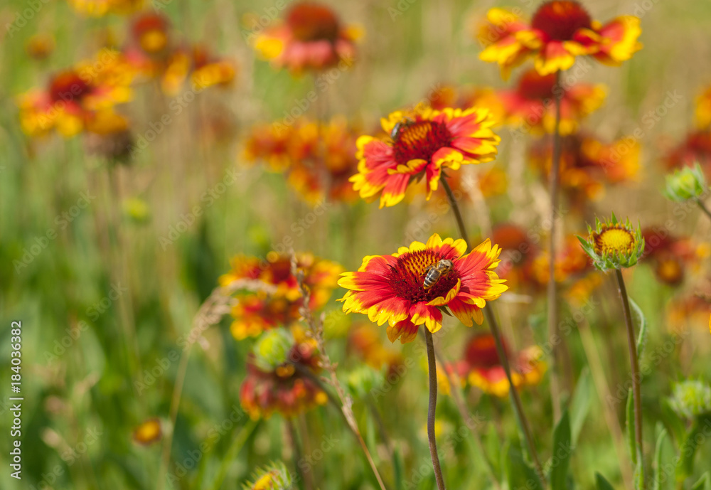 Summer wild field with beautiful feral Indian blanket flowers Summer wild field with beautiful feral Indian blanket flowers