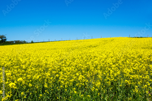 Yellow colza field © gumbao