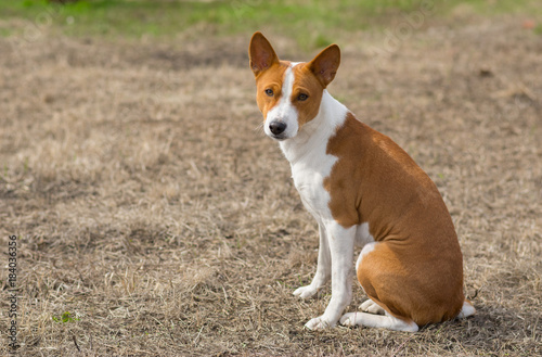 Mature basenji dog sitting on the ground at warm spring day