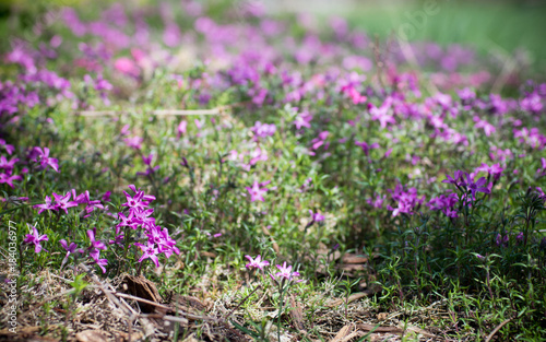 small pink flowers growing on the ground