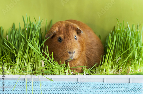 Морская свинка в зеленой траве