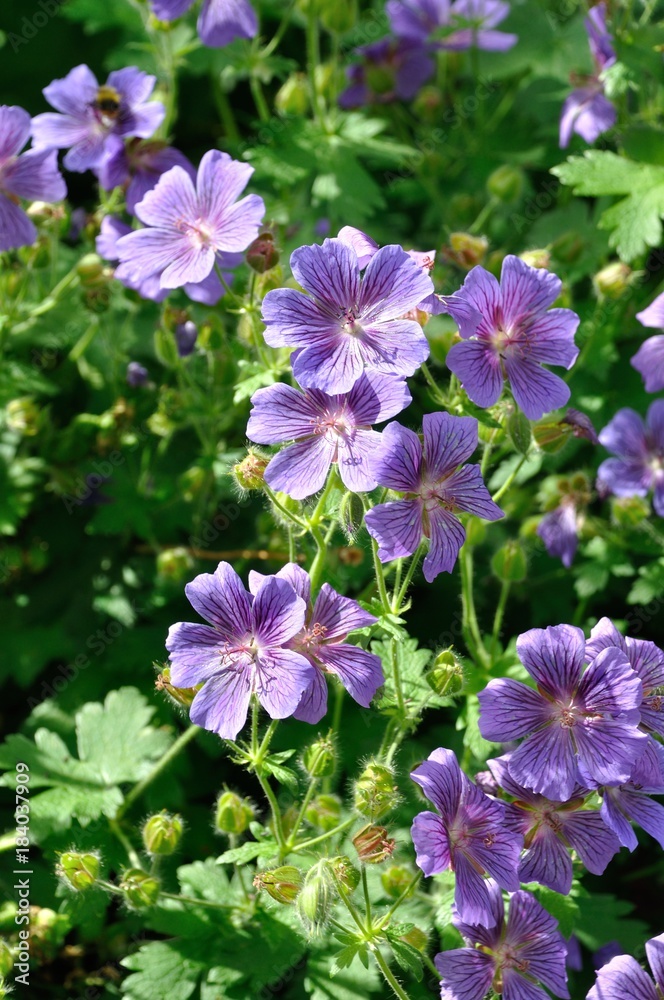 Geranium Geranium