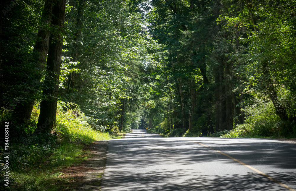 Obraz premium looking down a long country road