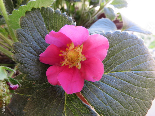 Fiore della Fragola photo