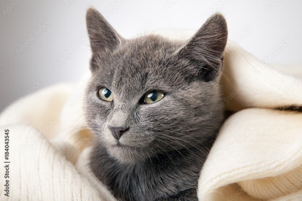 gray kitten wrapped in a blanket, smoky cat in blanket on a gray background. gray kitten wrapped in a blanket, smoky cat in blanket on a gray background.