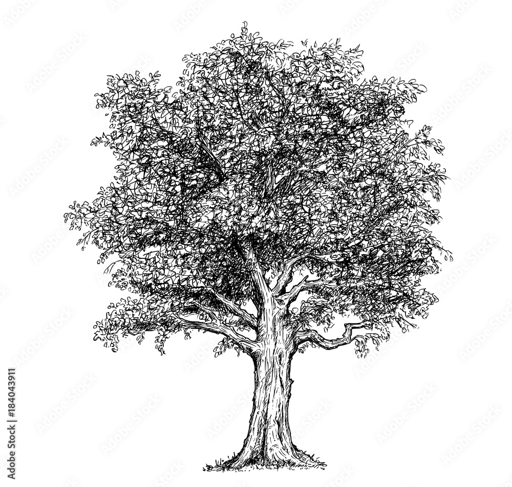Vector Hand Drawing Drawn Tree