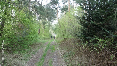 Road in Forest photo