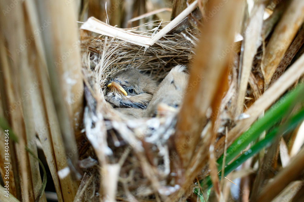 Acrocephalus agricola. The nest of the Paddyfield Warbler in nature. Acrocephalus agricola. The nest of the Paddyfield Warbler in nature.