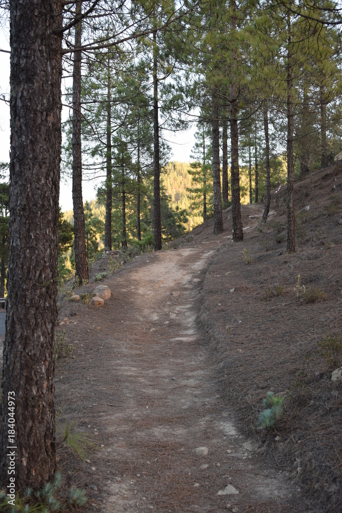 forest path tree forest path tree
