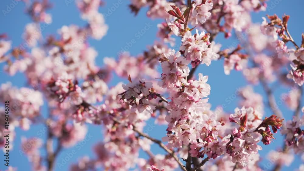 focus pull of beautiful sakura cherry tree blossom against blue sky focus pull of beautiful sakura cherry tree blossom against blue sky