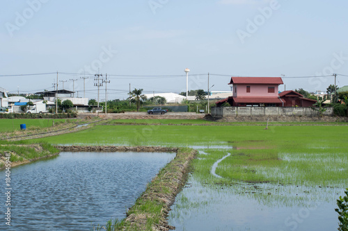 Rice field in Thailand