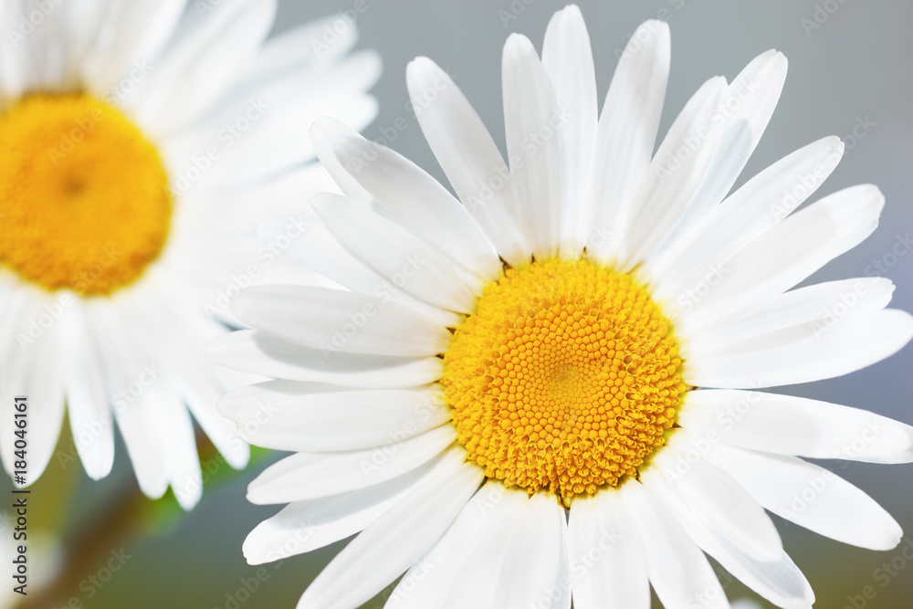Fototapeta premium Chamomile among flowers