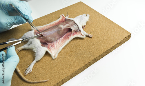 Quadro su tela Rat anatomy on the dissection tray