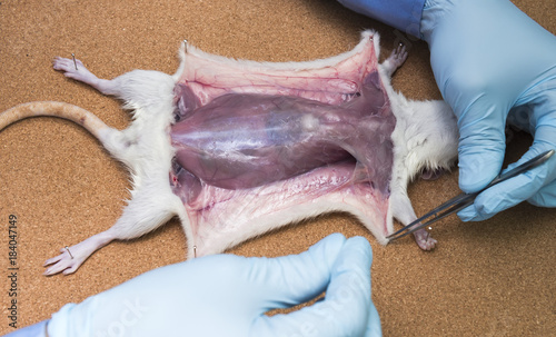 Rat anatomy on the dissection tray 