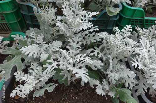 Silver ragwort growing in the green box photo