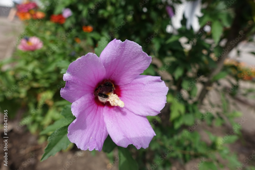 Trumpet shaped pink flower of Hibiscus syriacus Trumpet shaped pink flower of Hibiscus syriacus