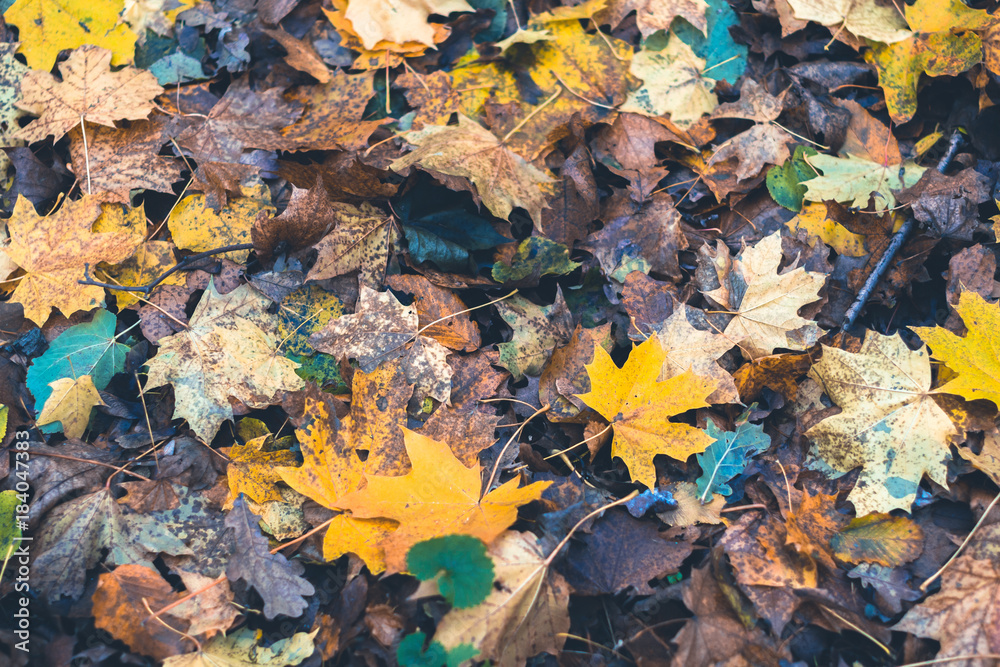 Dry leaves in autumn forest on a blurred background.