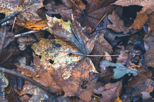 Dry leaves in autumn forest on a blurred background.