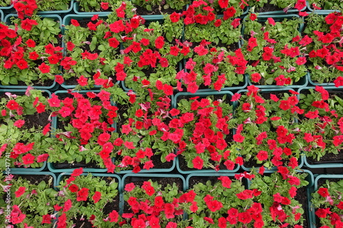 Baskets with flowering bright scarlet red petunias