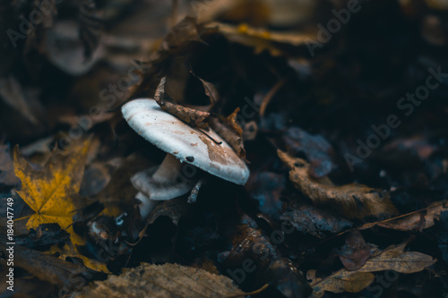 Mushrooms in an autumn forest in nature with a blurred background.