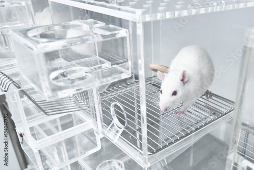 Animal experiments for urine collection using white rats in metabolic cages