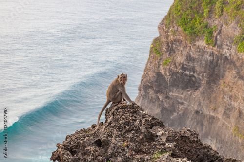 Monkey sitting on rock and look to camera near Uluwatu temple  Bali  Indonesia.