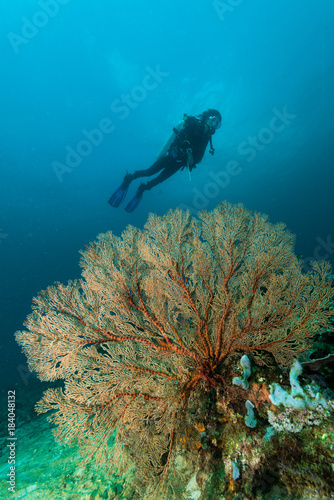 sea fan on the slope of a coral reef with a diver at depth