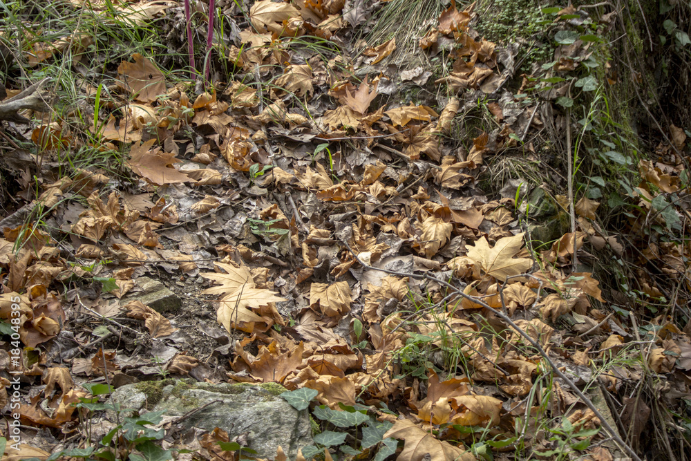 Trees dropped the leaves on the gorund at season of autumn Trees dropped the leaves on the gorund at season of autumn