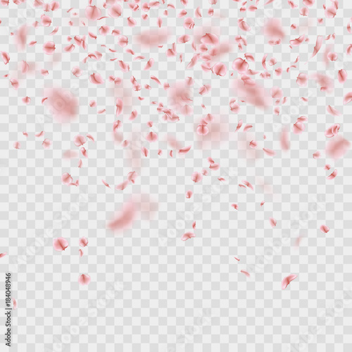 Scattered Sakura petals on transparent background. EPS 10 vector