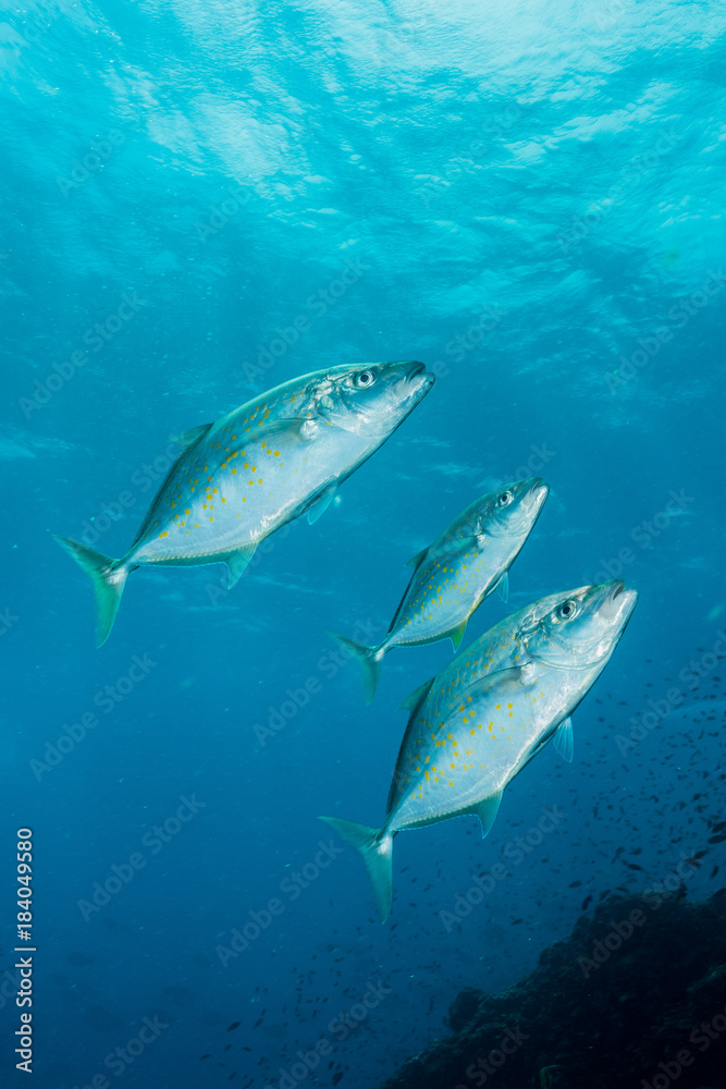 Naklejka premium yellow-spotted trevally fish