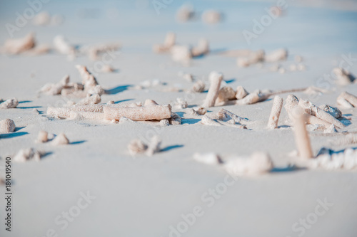 Fototapeta Naklejka Na Ścianę i Meble -  Closeup beach details of white coral pieces in white sand