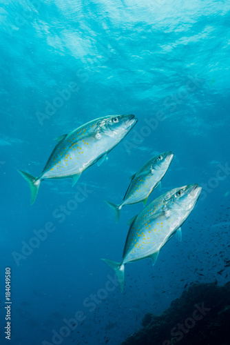 yellow-spotted trevally fish