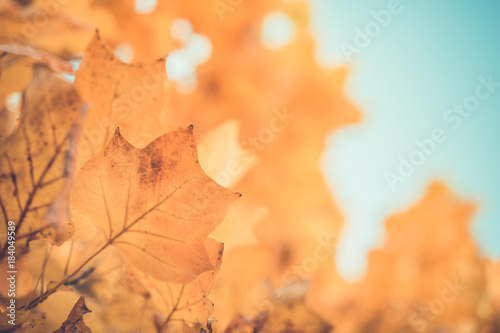 Orange leaves on autumnal background concept